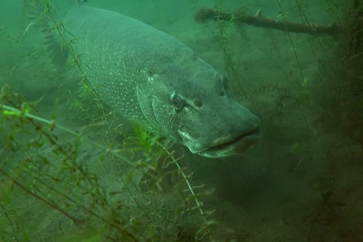 Нижегородские блогеры Алексей и Мария Левкины продолжают показывать, что скрывают водоемы 33-го региона. Ребята смело опускаются на дно рек и озер, чтобы сделать впечатляющие кадры. Пара вернулась во Владимирскую область, чтобы исследовать еще несколько интересных локаций.