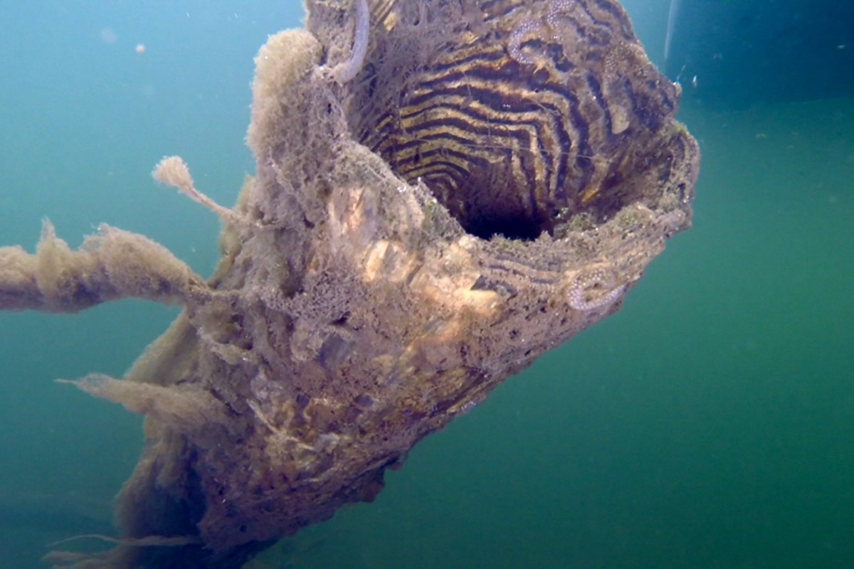 Нижегородские блогеры Алексей и Мария Левкины продолжают показывать, что скрывают водоемы 33-го региона. Ребята смело опускаются на дно рек и озер, чтобы сделать впечатляющие кадры. Пара вернулась во Владимирскую область, чтобы исследовать еще несколько интересных локаций.