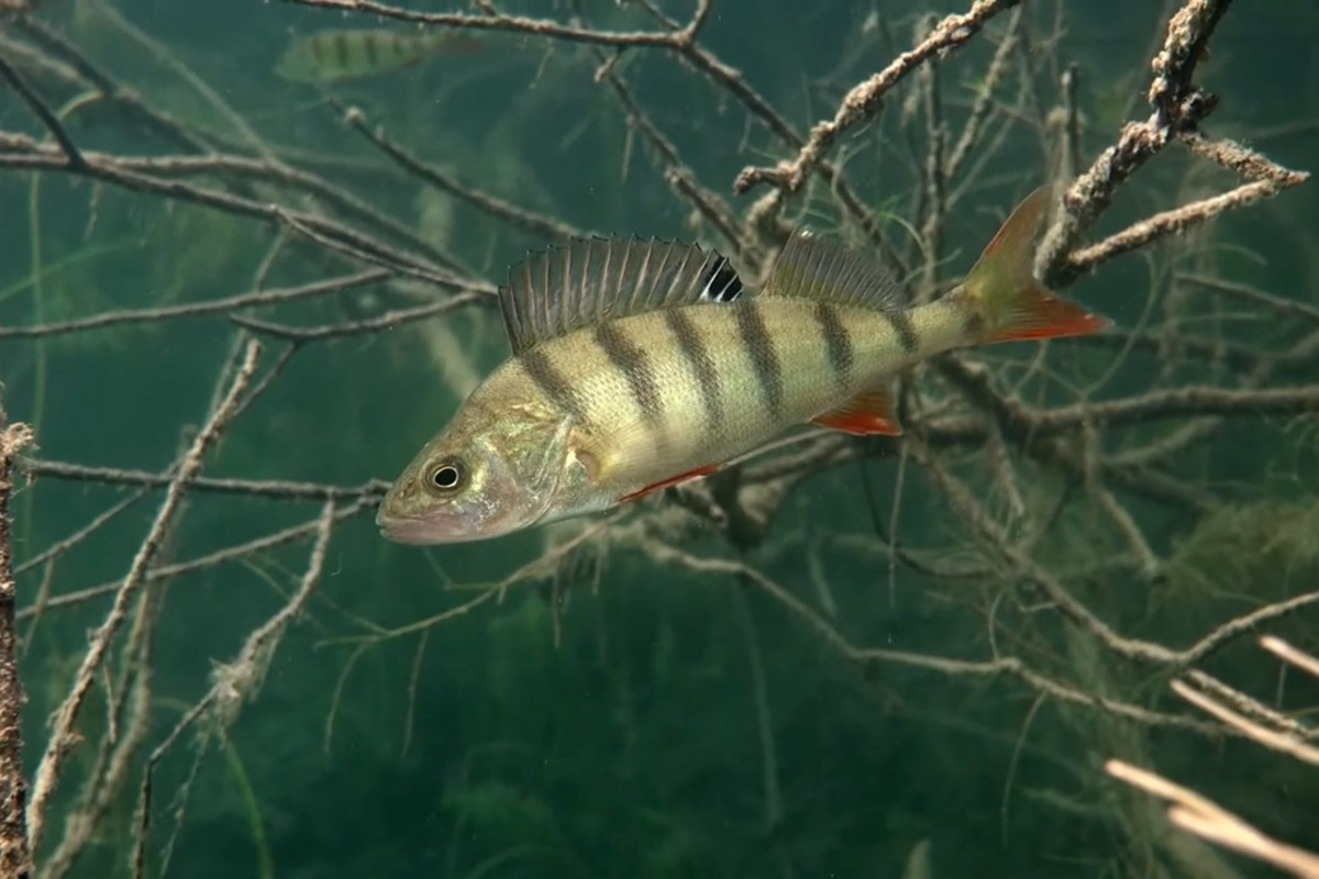 Нижегородские блогеры Алексей и Мария Левкины продолжают показывать, что скрывают водоемы 33-го региона. Ребята смело опускаются на дно рек и озер, чтобы сделать впечатляющие кадры. Пара вернулась во Владимирскую область, чтобы исследовать еще несколько интересных локаций.