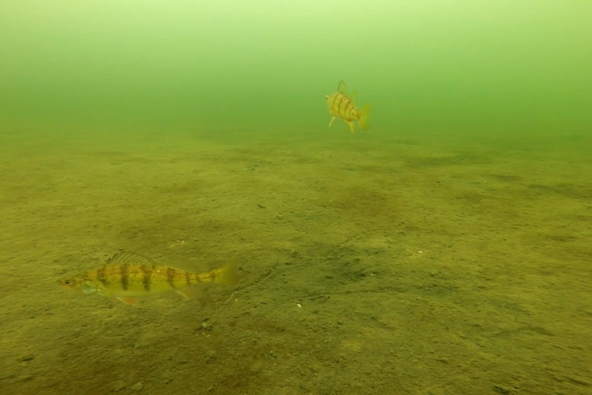 Нижегородские блогеры Алексей и Мария Левкины продолжают показывать, что скрывают водоемы 33-го региона. Ребята смело опускаются на дно рек и озер, чтобы сделать впечатляющие кадры. Пара вернулась во Владимирскую область, чтобы исследовать еще несколько интересных локаций.