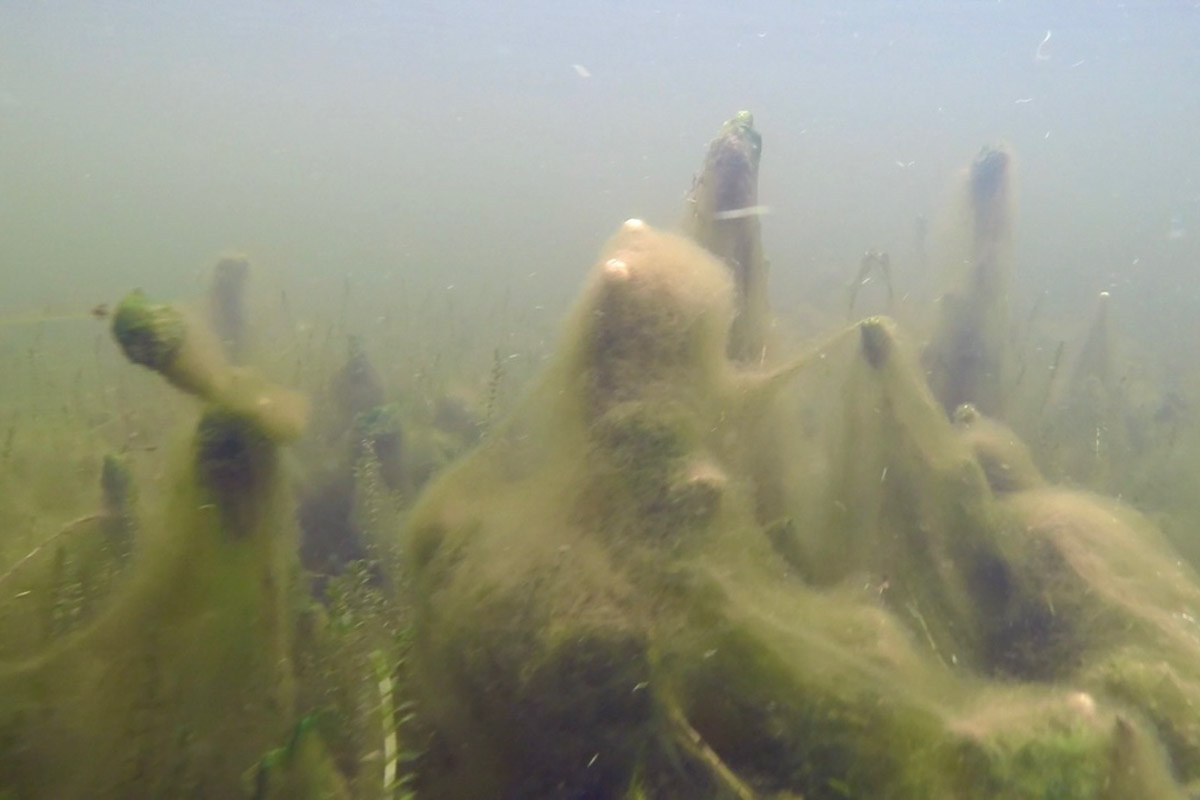 Нижегородские блогеры Алексей и Мария Левкины продолжают показывать, что скрывают водоемы 33-го региона. Ребята смело опускаются на дно рек и озер, чтобы сделать впечатляющие кадры. Пара вернулась во Владимирскую область, чтобы исследовать еще несколько интересных локаций.