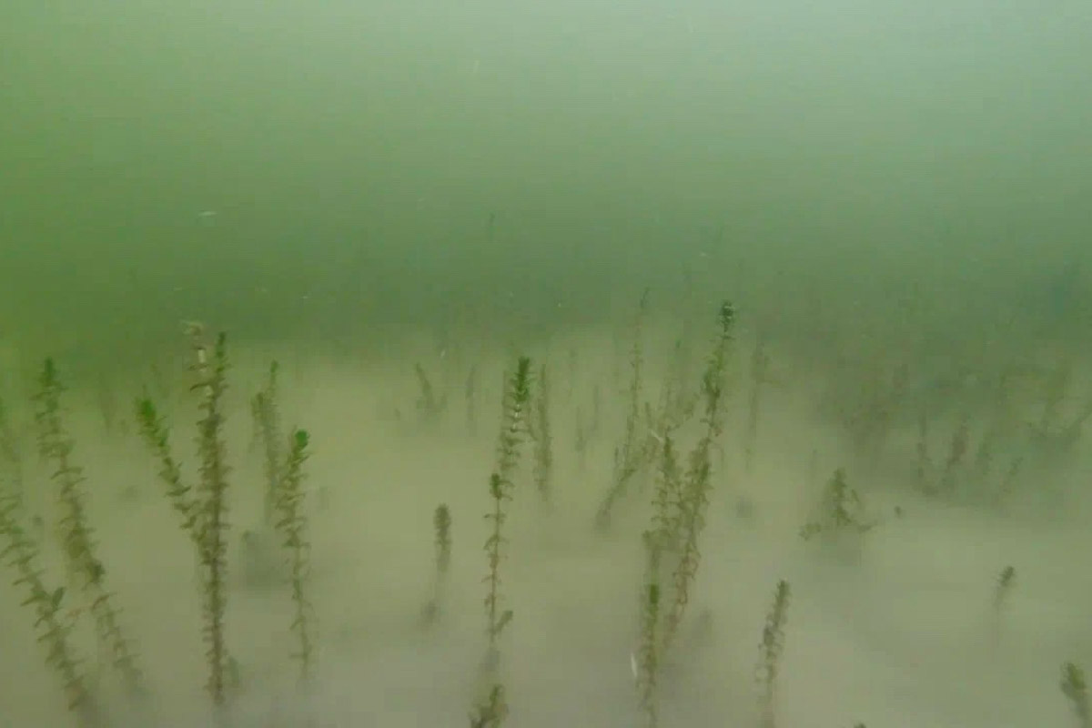 Нижегородские блогеры Алексей и Мария Левкины продолжают показывать, что скрывают водоемы 33-го региона. Ребята смело опускаются на дно рек и озер, чтобы сделать впечатляющие кадры. Пара вернулась во Владимирскую область, чтобы исследовать еще несколько интересных локаций.