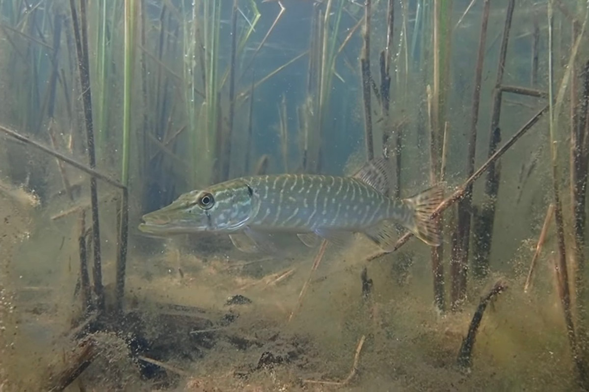 Нижегородские блогеры Алексей и Мария Левкины продолжают показывать, что скрывают водоемы 33-го региона. Ребята смело опускаются на дно рек и озер, чтобы сделать впечатляющие кадры. Пара вернулась во Владимирскую область, чтобы исследовать еще несколько интересных локаций.