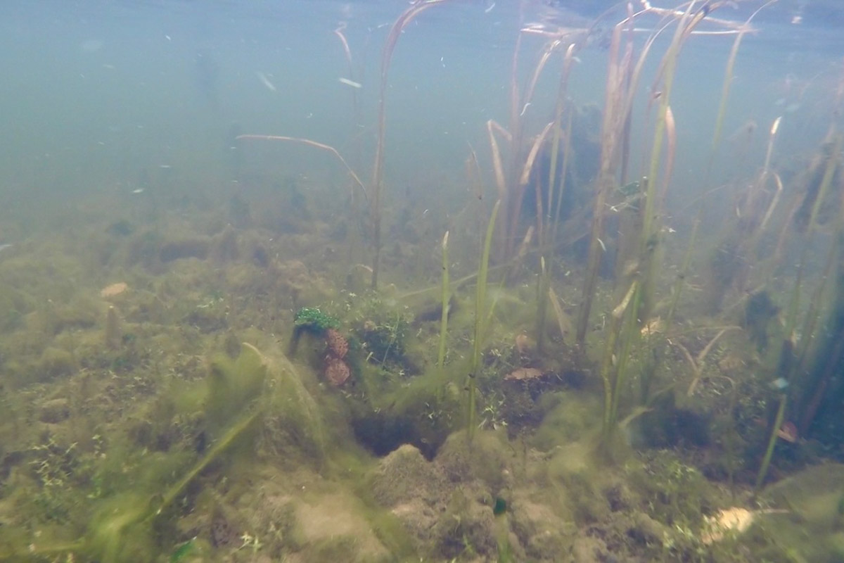 Нижегородские блогеры Алексей и Мария Левкины продолжают показывать, что скрывают водоемы 33-го региона. Ребята смело опускаются на дно рек и озер, чтобы сделать впечатляющие кадры. Пара вернулась во Владимирскую область, чтобы исследовать еще несколько интересных локаций.