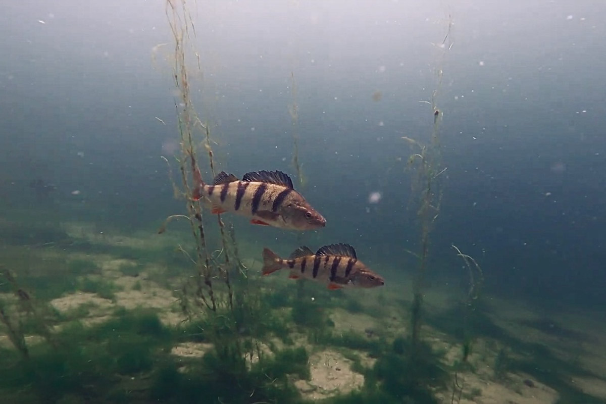 Нижегородские блогеры Алексей и Мария Левкины продолжают показывать, что скрывают водоемы 33-го региона. Ребята смело опускаются на дно рек и озер, чтобы сделать впечатляющие кадры. Пара вернулась во Владимирскую область, чтобы исследовать еще несколько интересных локаций.