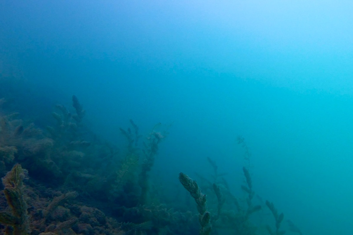 Нижегородские блогеры Алексей и Мария Левкины продолжают показывать, что скрывают водоемы 33-го региона. Ребята смело опускаются на дно рек и озер, чтобы сделать впечатляющие кадры. Пара вернулась во Владимирскую область, чтобы исследовать еще несколько интересных локаций.