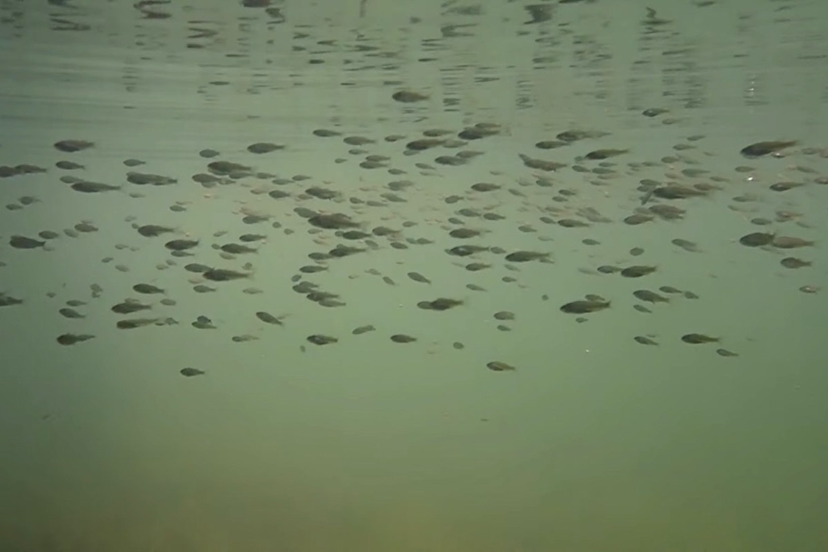 Нижегородские блогеры Алексей и Мария Левкины продолжают показывать, что скрывают водоемы 33-го региона. Ребята смело опускаются на дно рек и озер, чтобы сделать впечатляющие кадры. Пара вернулась во Владимирскую область, чтобы исследовать еще несколько интересных локаций.