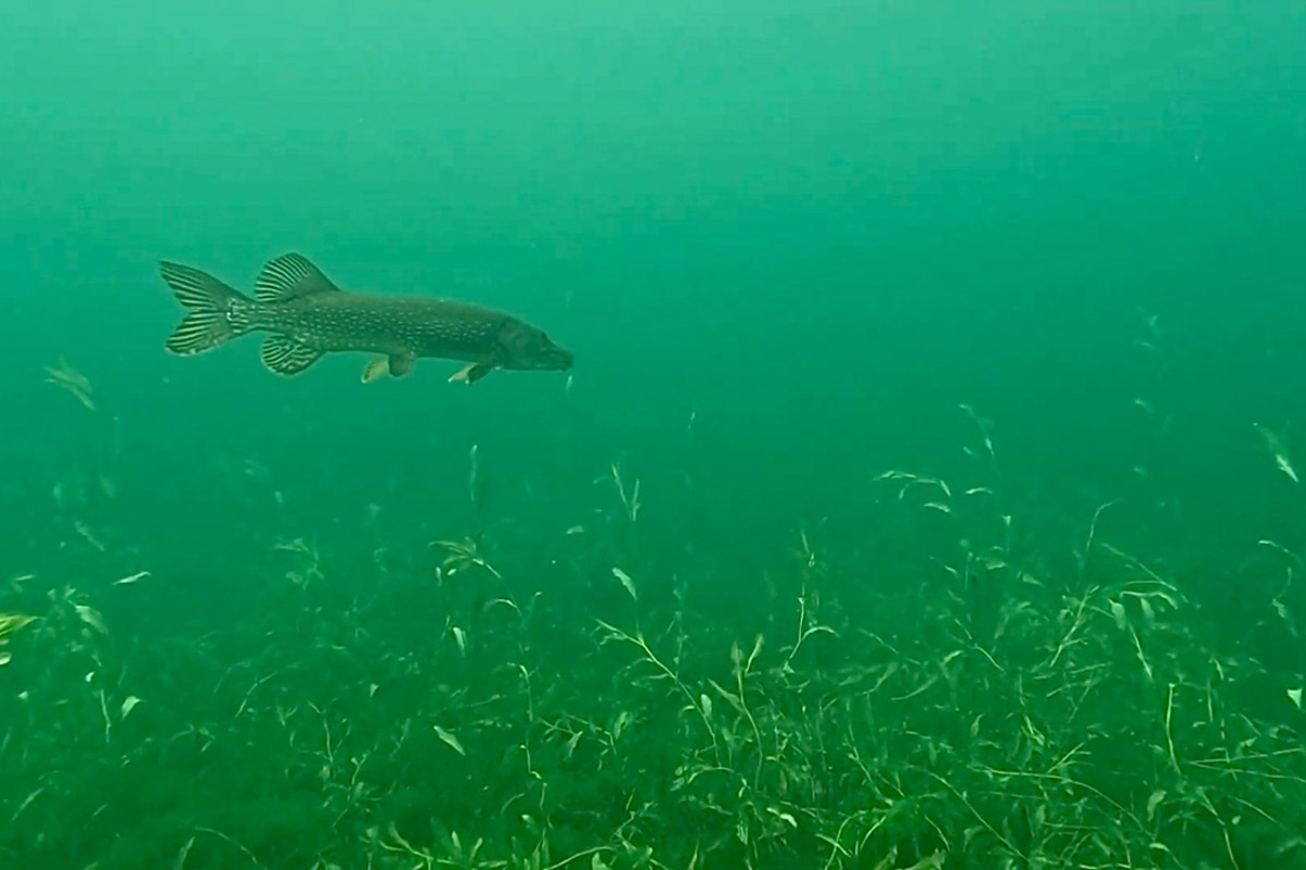 Нижегородские блогеры Алексей и Мария Левкины продолжают показывать, что скрывают водоемы 33-го региона. Ребята смело опускаются на дно рек и озер, чтобы сделать впечатляющие кадры. Пара вернулась во Владимирскую область, чтобы исследовать еще несколько интересных локаций.