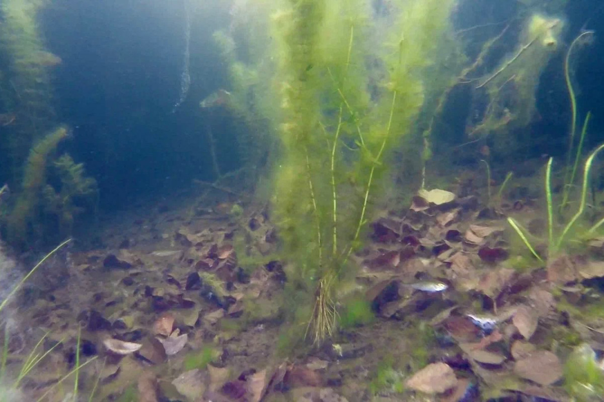 Нижегородские блогеры Алексей и Мария Левкины продолжают показывать, что скрывают водоемы 33-го региона. Ребята смело опускаются на дно рек и озер, чтобы сделать впечатляющие кадры. Пара вернулась во Владимирскую область, чтобы исследовать еще несколько интересных локаций.