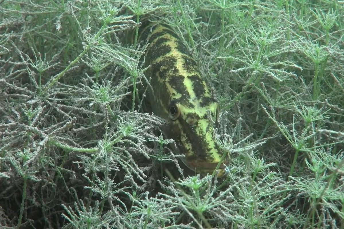 Нижегородские блогеры Алексей и Мария Левкины продолжают показывать, что скрывают водоемы 33-го региона. Ребята смело опускаются на дно рек и озер, чтобы сделать впечатляющие кадры. Пара вернулась во Владимирскую область, чтобы исследовать еще несколько интересных локаций.