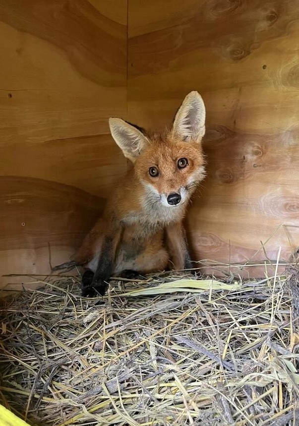 Сеть клиник «Бэбибум» уже 13 лет формирует культуру детского здоровья во Владимире и области. Там медицина не про боль и страх, а про заботу, комфорт и доверие. Команда клиники много лет выстраивает систему, где ребенок чувствует себя спокойно, а родители уверены: их малыш в надежных руках.