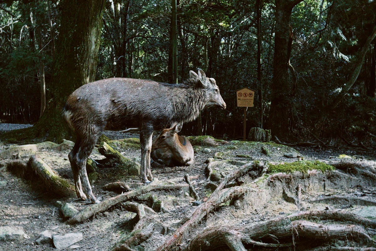 Погрузиться в мир волшебства не так уж сложно. Достаточно купить билет на самолет в Японию. В этом убедились владимирский фотограф Алиса Рунова и ее супруг Артем Баландин. Кроме местных сказочных храмов они побывали в парках развлечений, которые точно понравятся фанатам Гарри Поттера, а также любителям других известных фильмов, сериалов и видеоигр. Своими впечатлениями путешественники поделились с «Ключ-Медиа».