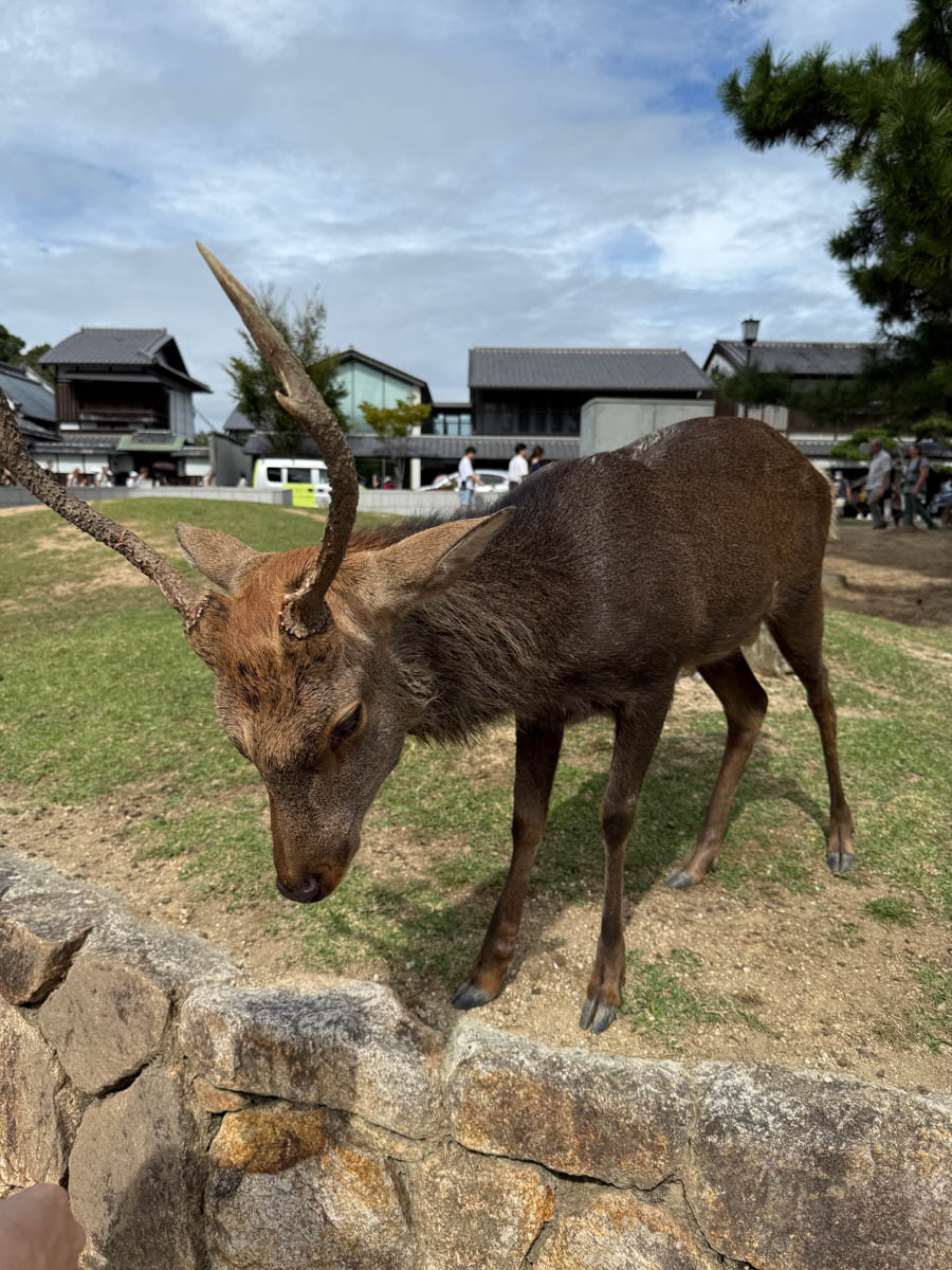 Погрузиться в мир волшебства не так уж сложно. Достаточно купить билет на самолет в Японию. В этом убедились владимирский фотограф Алиса Рунова и ее супруг Артем Баландин. Кроме местных сказочных храмов они побывали в парках развлечений, которые точно понравятся фанатам Гарри Поттера, а также любителям других известных фильмов, сериалов и видеоигр. Своими впечатлениями путешественники поделились с «Ключ-Медиа».