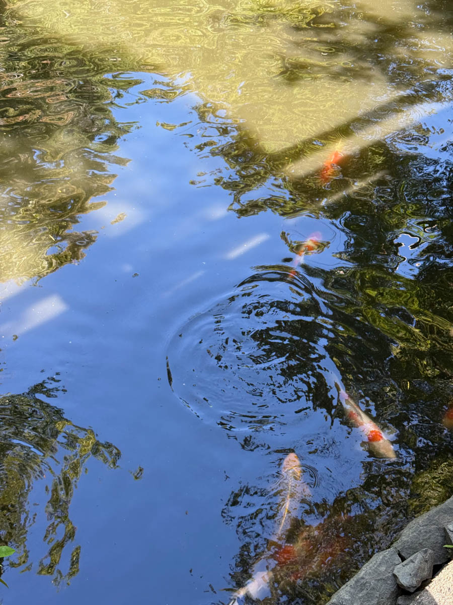 Погрузиться в мир волшебства не так уж сложно. Достаточно купить билет на самолет в Японию. В этом убедились владимирский фотограф Алиса Рунова и ее супруг Артем Баландин. Кроме местных сказочных храмов они побывали в парках развлечений, которые точно понравятся фанатам Гарри Поттера, а также любителям других известных фильмов, сериалов и видеоигр. Своими впечатлениями путешественники поделились с «Ключ-Медиа».
