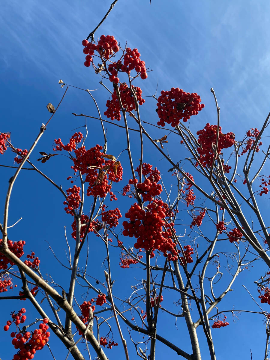Нижегородская область — территория творческая и многогранная. Маршруты по ней можно прокладывать самые разнообразные. Главной целью этого путешествия стала знаменитая Болдинская осень. А по дороге в Большое Болдино, где Александр Пушкин создал свыше 60 своих произведений, заглянули и в Кулебаки. Там установлен один из первых в стране памятников Ленину. Посетили мы и родину арзамасского гуся лапчатого.