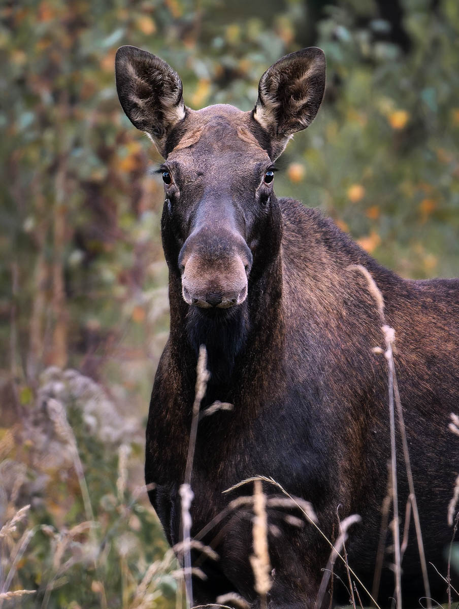 Доводилось ли вам вживую встречать обитателей лесов нашего региона? Например, медведя, кабана, оленей? А, может быть, лося или белочку? Если на все вопросы вы ответили «нет», не расстраивайтесь, а лучше полюбуйтесь снимками и видео животных в дикой природе, попавших этой осенью в объективы владимирских фотоохотников.