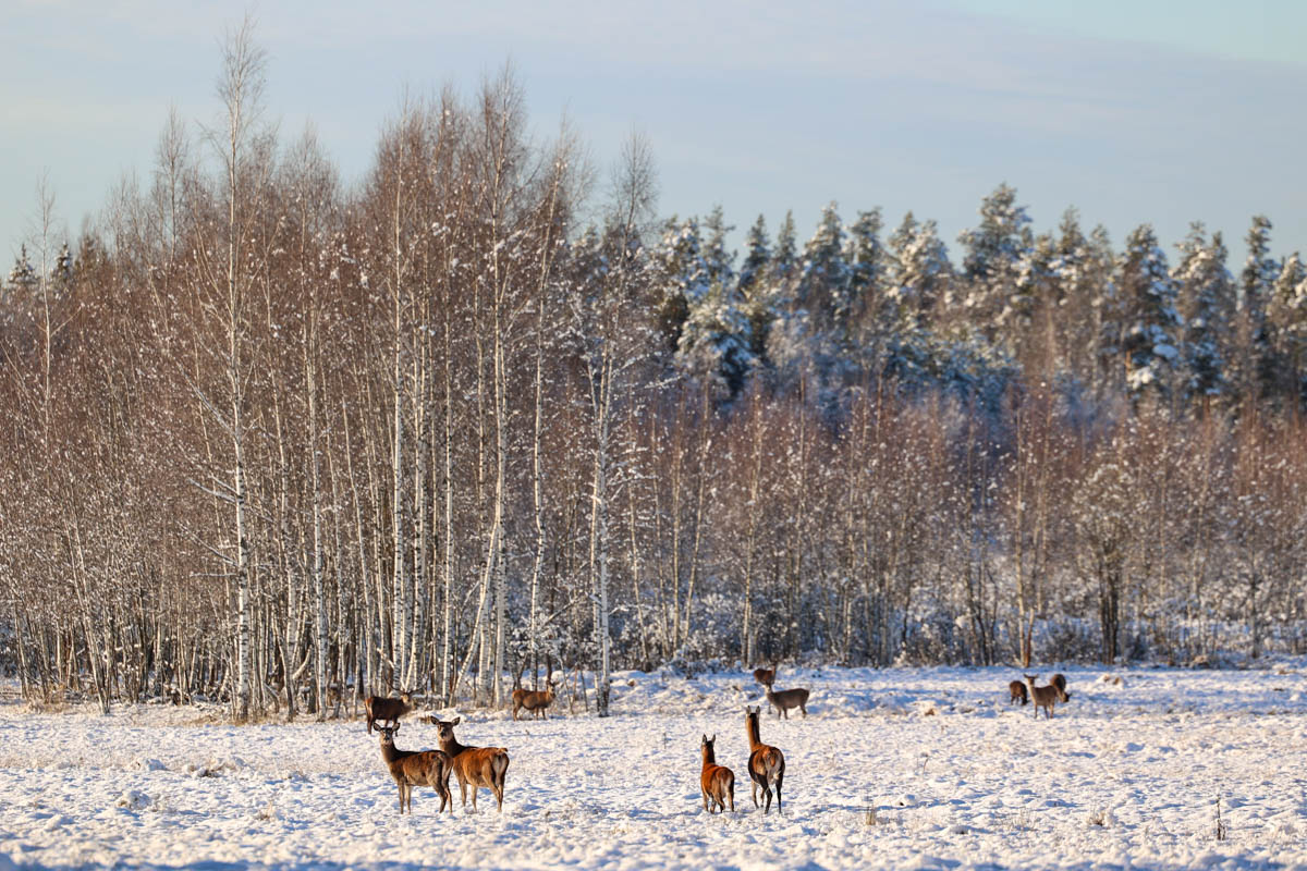 Доводилось ли вам вживую встречать обитателей лесов нашего региона? Например, медведя, кабана, оленей? А, может быть, лося или белочку? Если на все вопросы вы ответили «нет», не расстраивайтесь, а лучше полюбуйтесь снимками и видео животных в дикой природе, попавших этой осенью в объективы владимирских фотоохотников.