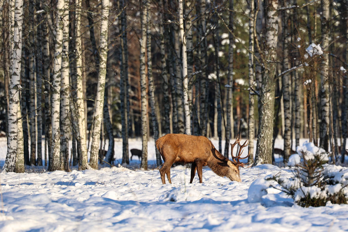 Доводилось ли вам вживую встречать обитателей лесов нашего региона? Например, медведя, кабана, оленей? А, может быть, лося или белочку? Если на все вопросы вы ответили «нет», не расстраивайтесь, а лучше полюбуйтесь снимками и видео животных в дикой природе, попавших этой осенью в объективы владимирских фотоохотников.