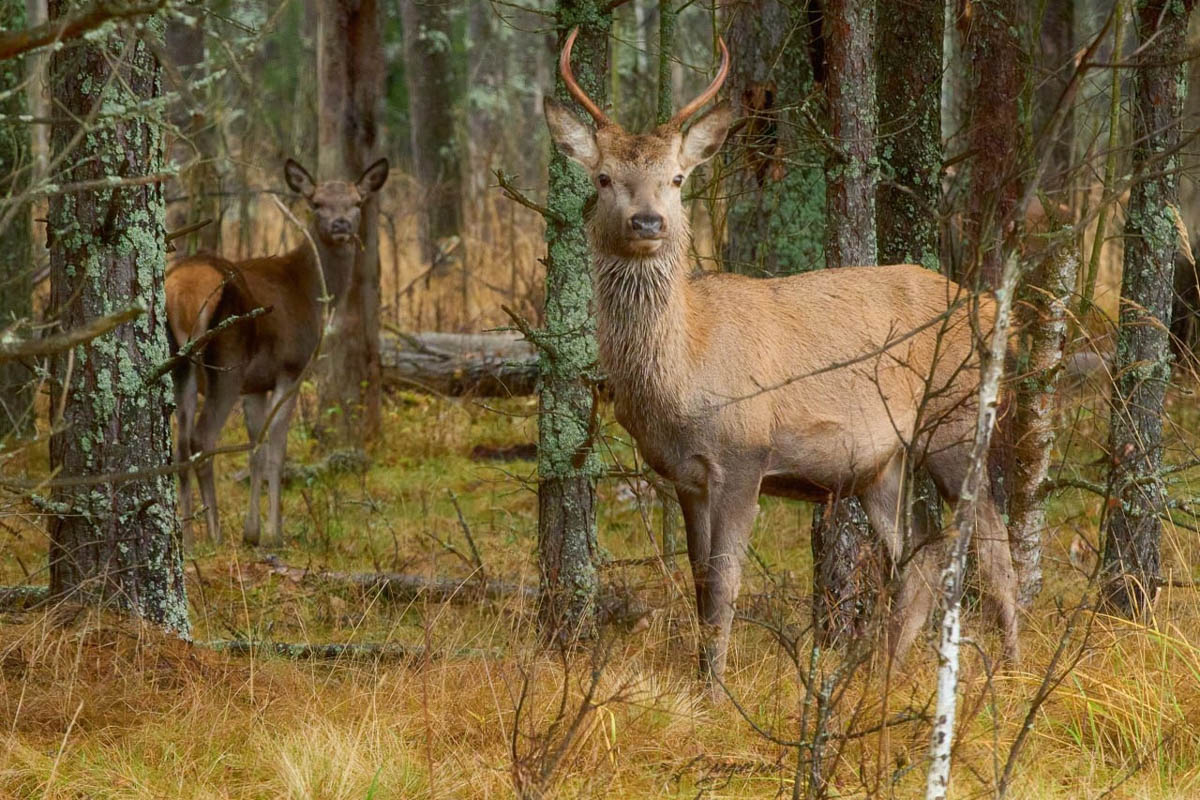 Доводилось ли вам вживую встречать обитателей лесов нашего региона? Например, медведя, кабана, оленей? А, может быть, лося или белочку? Если на все вопросы вы ответили «нет», не расстраивайтесь, а лучше полюбуйтесь снимками и видео животных в дикой природе, попавших этой осенью в объективы владимирских фотоохотников.