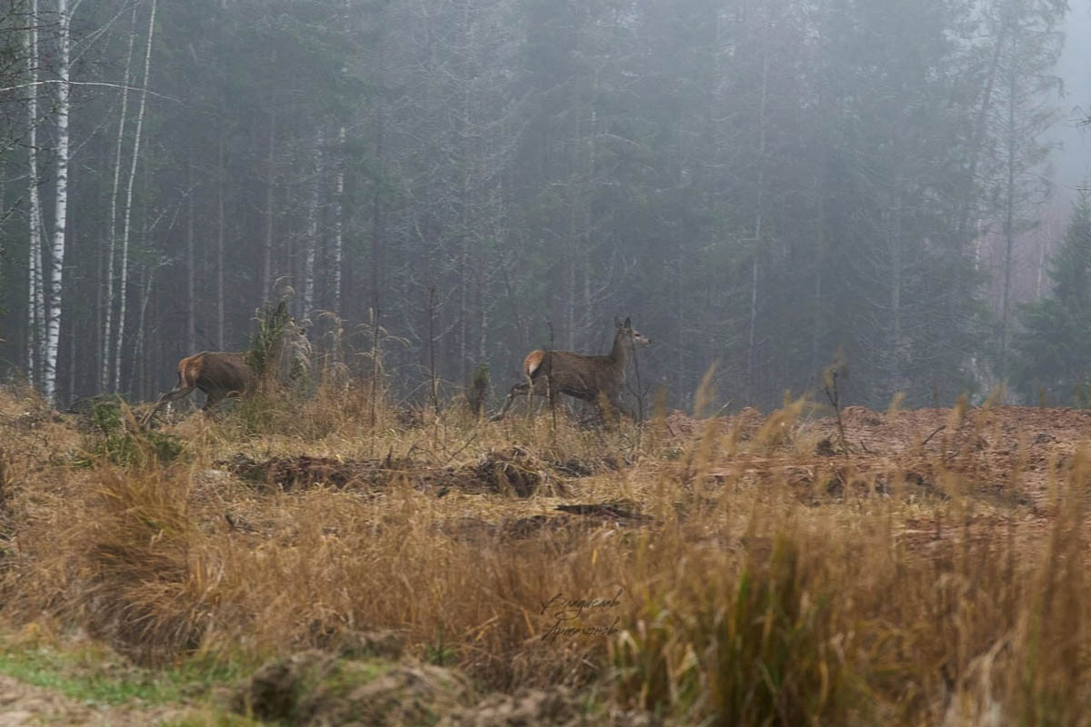 Доводилось ли вам вживую встречать обитателей лесов нашего региона? Например, медведя, кабана, оленей? А, может быть, лося или белочку? Если на все вопросы вы ответили «нет», не расстраивайтесь, а лучше полюбуйтесь снимками и видео животных в дикой природе, попавших этой осенью в объективы владимирских фотоохотников.