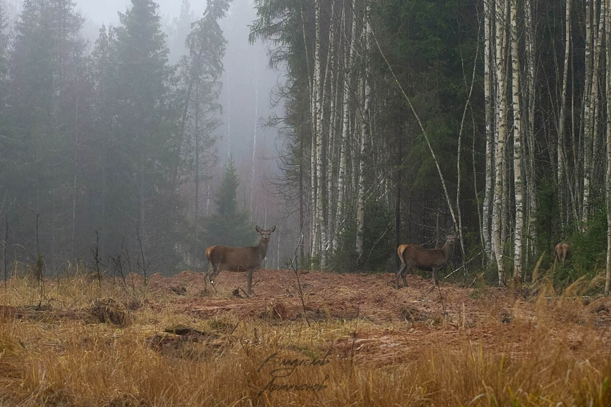 Доводилось ли вам вживую встречать обитателей лесов нашего региона? Например, медведя, кабана, оленей? А, может быть, лося или белочку? Если на все вопросы вы ответили «нет», не расстраивайтесь, а лучше полюбуйтесь снимками и видео животных в дикой природе, попавших этой осенью в объективы владимирских фотоохотников.