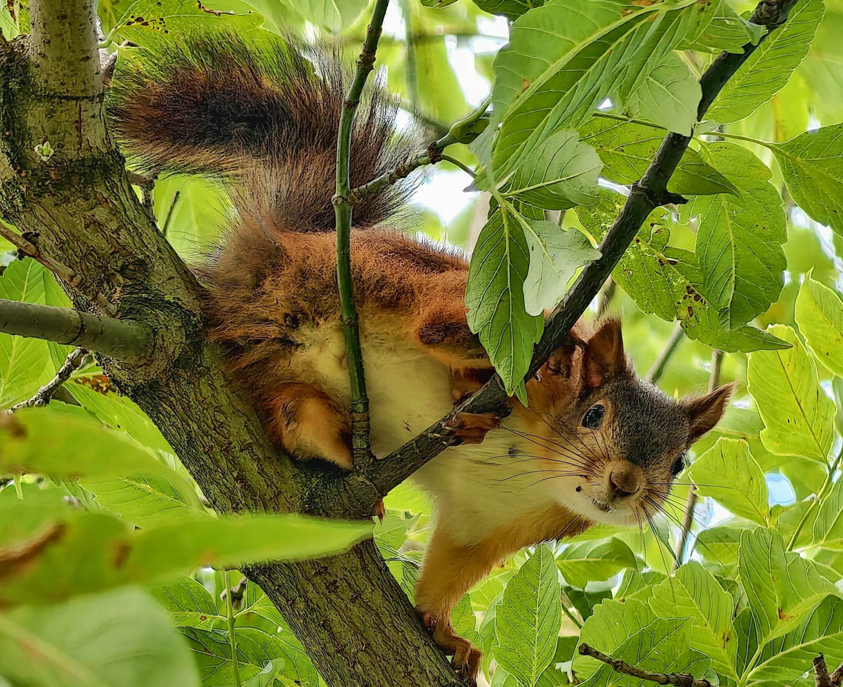 Доводилось ли вам вживую встречать обитателей лесов нашего региона? Например, медведя, кабана, оленей? А, может быть, лося или белочку? Если на все вопросы вы ответили «нет», не расстраивайтесь, а лучше полюбуйтесь снимками и видео животных в дикой природе, попавших этой осенью в объективы владимирских фотоохотников.