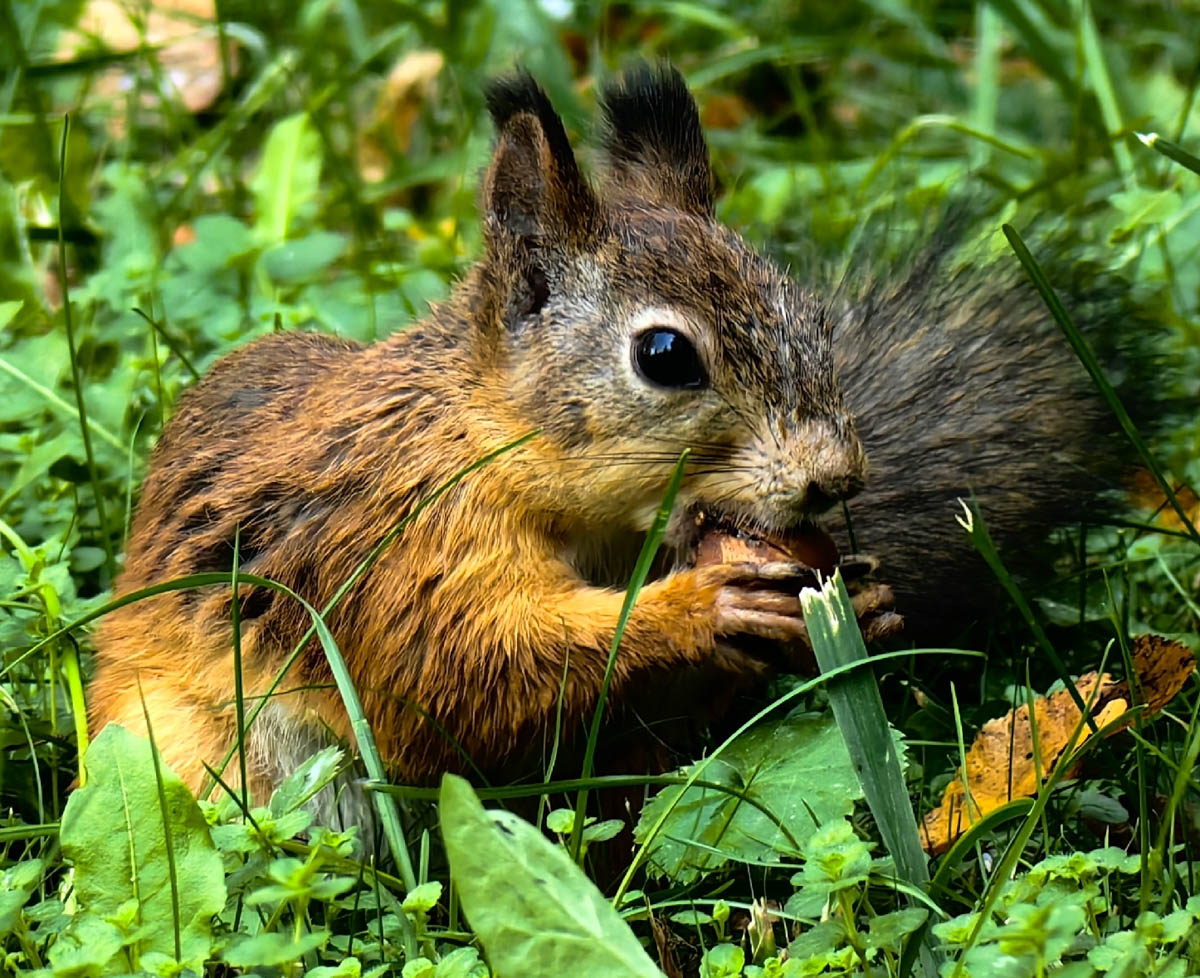 Доводилось ли вам вживую встречать обитателей лесов нашего региона? Например, медведя, кабана, оленей? А, может быть, лося или белочку? Если на все вопросы вы ответили «нет», не расстраивайтесь, а лучше полюбуйтесь снимками и видео животных в дикой природе, попавших этой осенью в объективы владимирских фотоохотников.