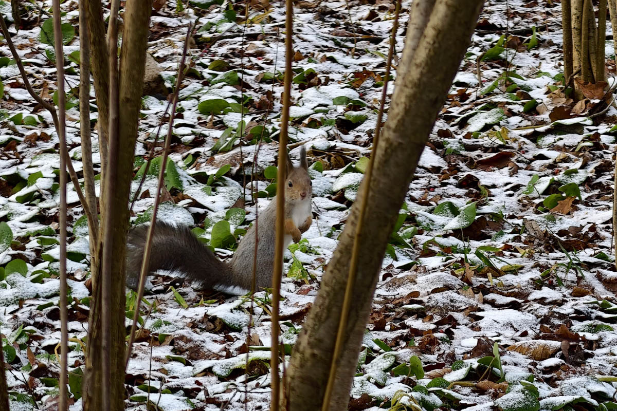 Доводилось ли вам вживую встречать обитателей лесов нашего региона? Например, медведя, кабана, оленей? А, может быть, лося или белочку? Если на все вопросы вы ответили «нет», не расстраивайтесь, а лучше полюбуйтесь снимками и видео животных в дикой природе, попавших этой осенью в объективы владимирских фотоохотников.