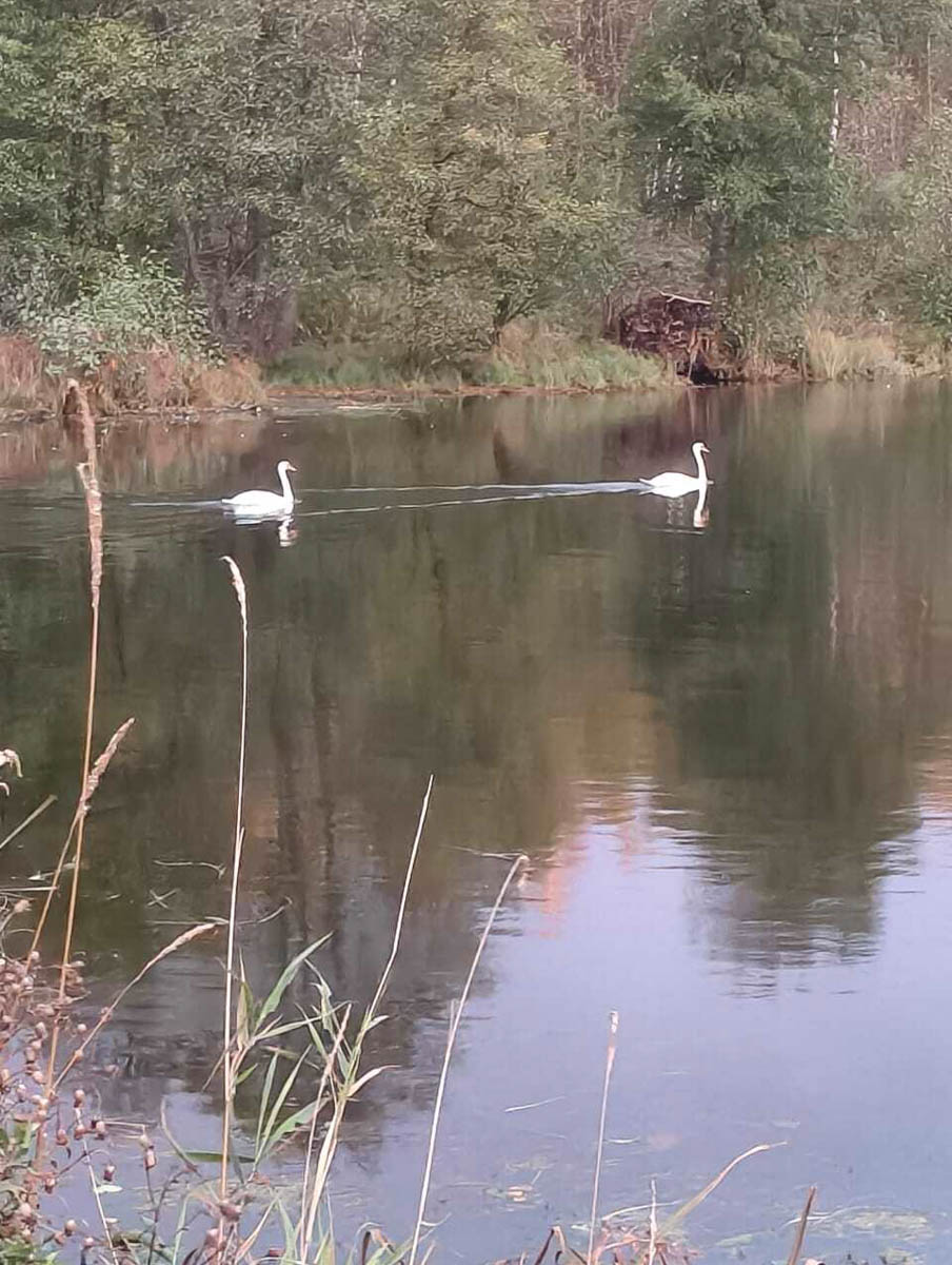 Доводилось ли вам вживую встречать обитателей лесов нашего региона? Например, медведя, кабана, оленей? А, может быть, лося или белочку? Если на все вопросы вы ответили «нет», не расстраивайтесь, а лучше полюбуйтесь снимками и видео животных в дикой природе, попавших этой осенью в объективы владимирских фотоохотников.