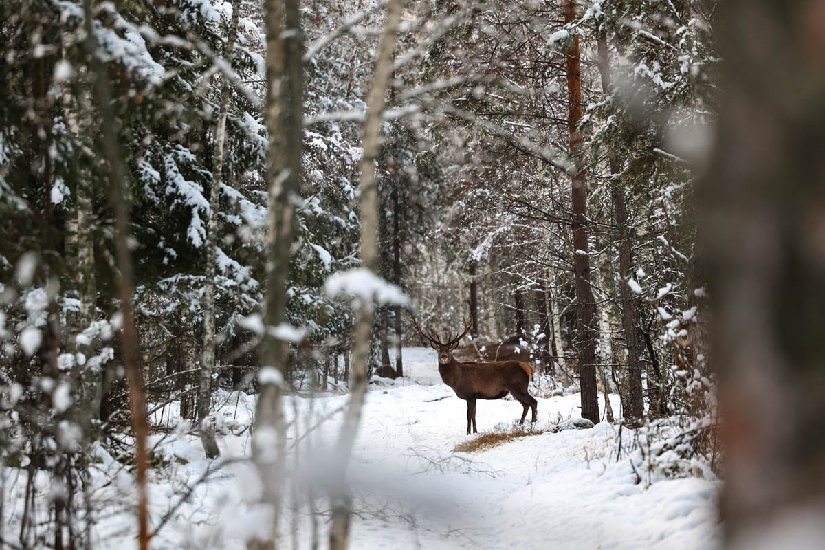 Доводилось ли вам вживую встречать обитателей лесов нашего региона? Например, медведя, кабана, оленей? А, может быть, лося или белочку? Если на все вопросы вы ответили «нет», не расстраивайтесь, а лучше полюбуйтесь снимками и видео животных в дикой природе, попавших этой осенью в объективы владимирских фотоохотников.