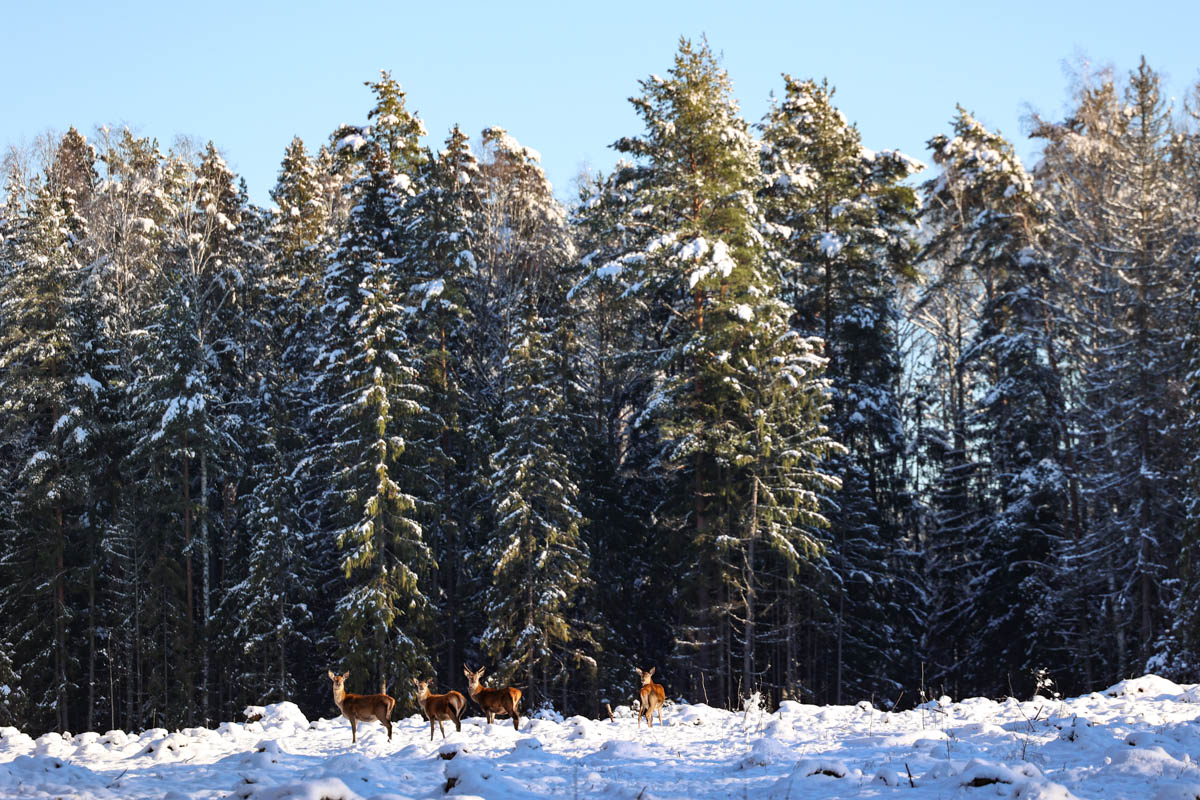 Доводилось ли вам вживую встречать обитателей лесов нашего региона? Например, медведя, кабана, оленей? А, может быть, лося или белочку? Если на все вопросы вы ответили «нет», не расстраивайтесь, а лучше полюбуйтесь снимками и видео животных в дикой природе, попавших этой осенью в объективы владимирских фотоохотников.