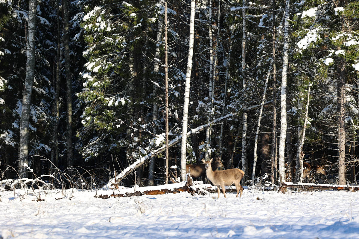 Доводилось ли вам вживую встречать обитателей лесов нашего региона? Например, медведя, кабана, оленей? А, может быть, лося или белочку? Если на все вопросы вы ответили «нет», не расстраивайтесь, а лучше полюбуйтесь снимками и видео животных в дикой природе, попавших этой осенью в объективы владимирских фотоохотников.
