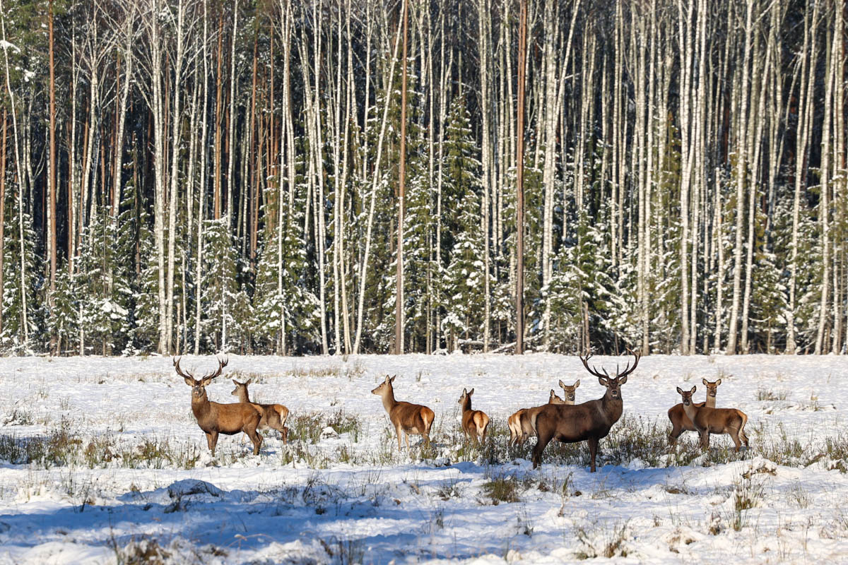 Доводилось ли вам вживую встречать обитателей лесов нашего региона? Например, медведя, кабана, оленей? А, может быть, лося или белочку? Если на все вопросы вы ответили «нет», не расстраивайтесь, а лучше полюбуйтесь снимками и видео животных в дикой природе, попавших этой осенью в объективы владимирских фотоохотников.