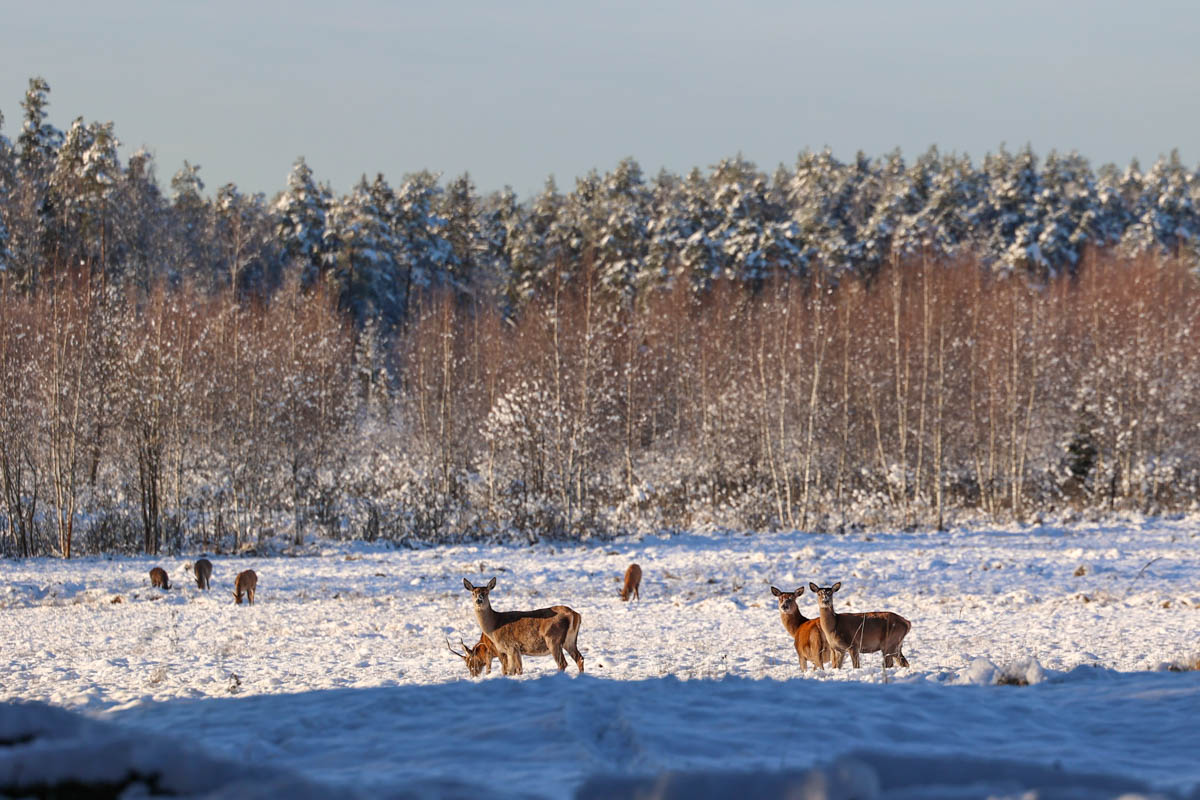 Доводилось ли вам вживую встречать обитателей лесов нашего региона? Например, медведя, кабана, оленей? А, может быть, лося или белочку? Если на все вопросы вы ответили «нет», не расстраивайтесь, а лучше полюбуйтесь снимками и видео животных в дикой природе, попавших этой осенью в объективы владимирских фотоохотников.
