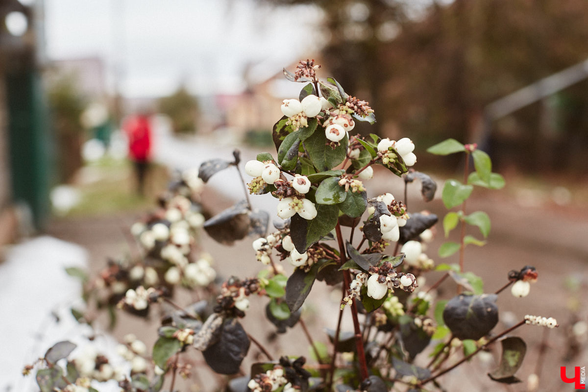 Кликбейтные заявления о самой холодной за 250 лет зиме растащили многие новостные паблики. Но пока плюсовые значения на улице успешно рассеивают страхи. Стоит ли нам все-таки бояться обещанных небывалых морозов? Синоптики поделились своими мнениями.