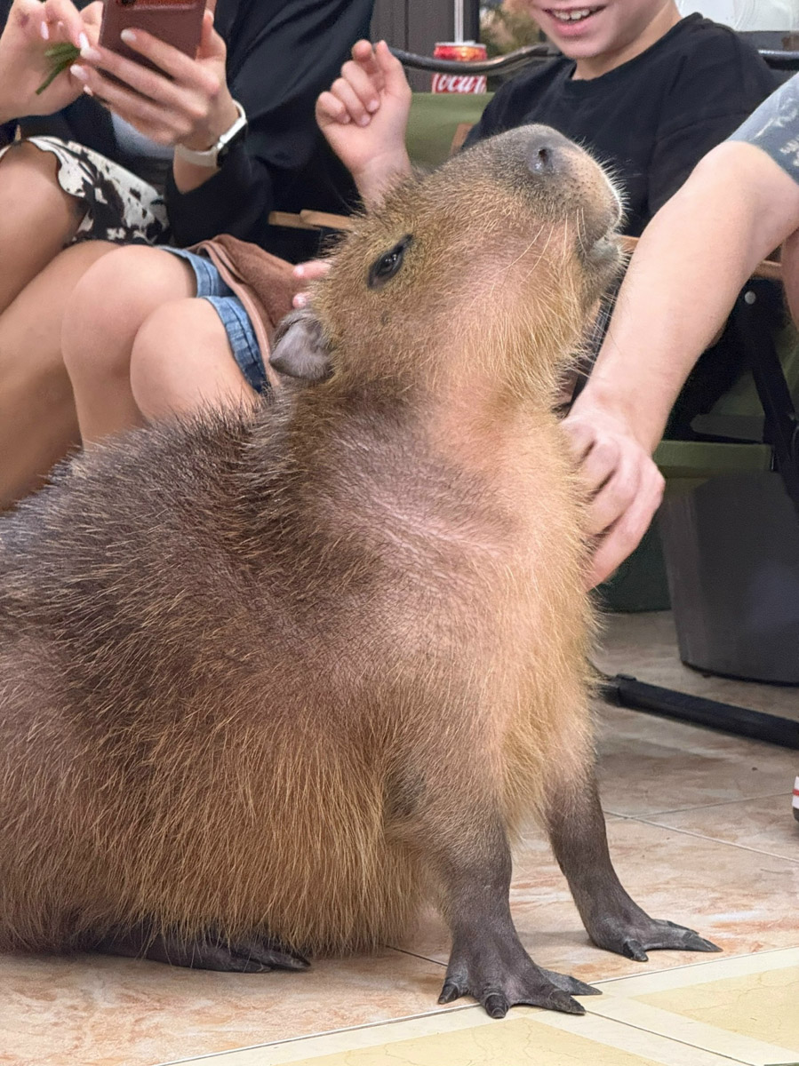 Отдых в несезон — рисковое мероприятие. Владимирский реставратор Маргарита Зинова решилась на него, отправившись на курорт Вьетнама в ноябре, и чуть не оказалась во власти разрушительной стихии. О впечатлениях, привезенных из Нячанга, она рассказала «Ключ-Медиа».