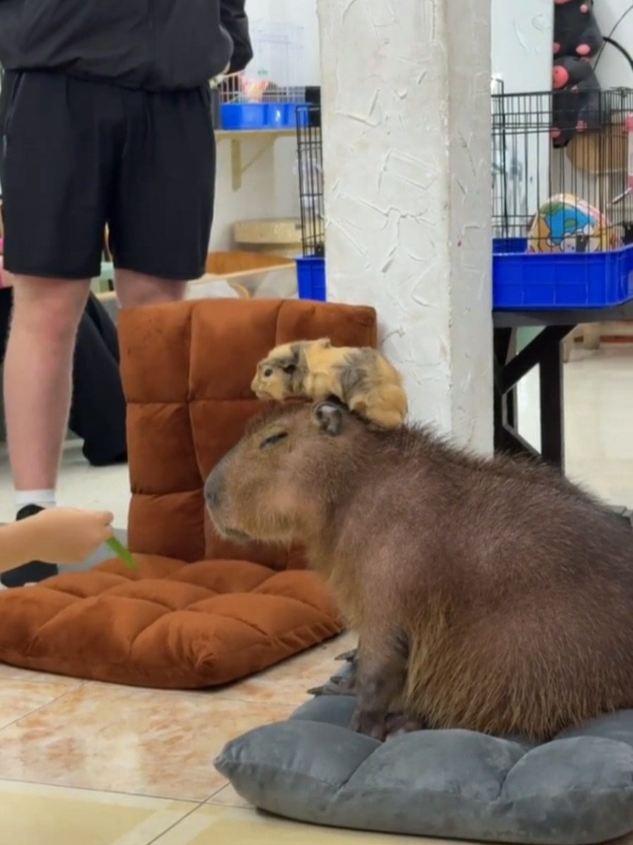 Отдых в несезон — рисковое мероприятие. Владимирский реставратор Маргарита Зинова решилась на него, отправившись на курорт Вьетнама в ноябре, и чуть не оказалась во власти разрушительной стихии. О впечатлениях, привезенных из Нячанга, она рассказала «Ключ-Медиа».