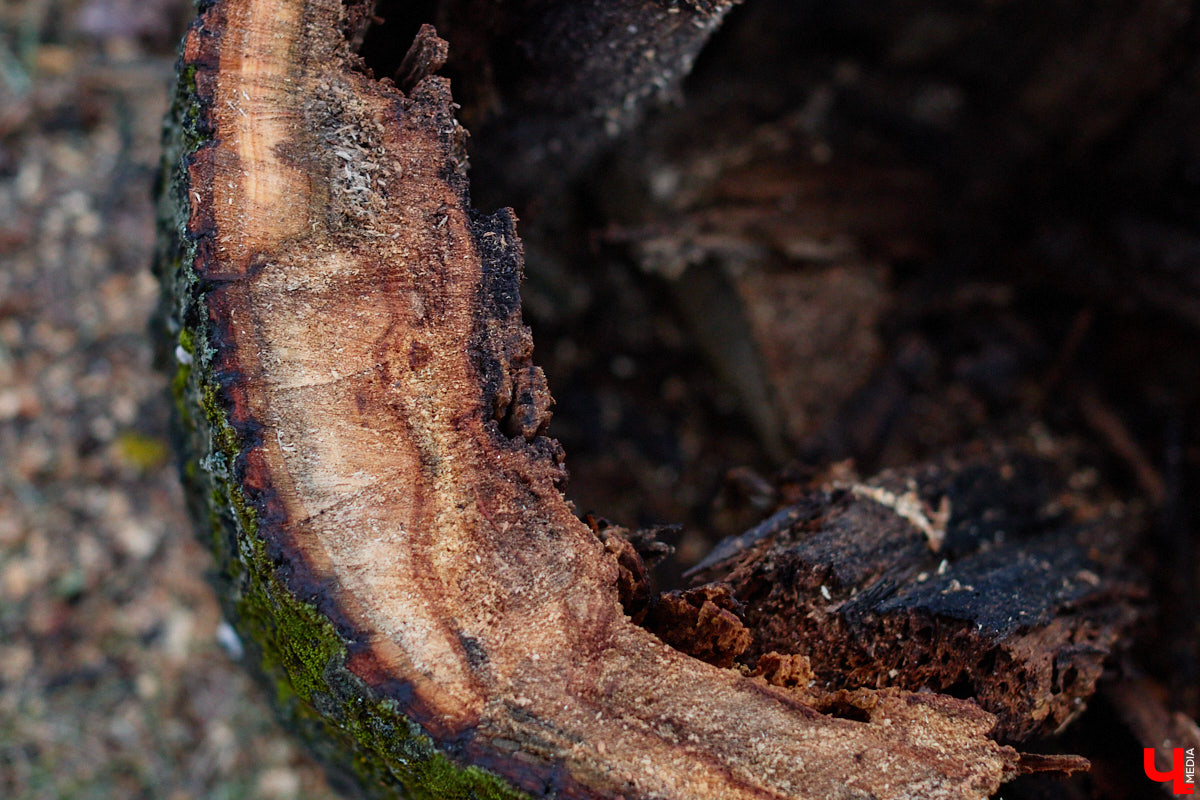 Во         ;Владимире продолжается массовая обрезка и         ;даже вырубка деревьев. Вдоль центральных дорог         ;— голые стволы и         ;пеньки. Спиливают ивы, тополя, клены и         ;липы. Можно         ;ли было их         ;не         ;трогать и         ;как правильно формировать крону? «Ключ-Медиа» прогулялся по         ;проспекту Ленина с         ;экспертом и         ;задал самые важные вопросы специалисту.