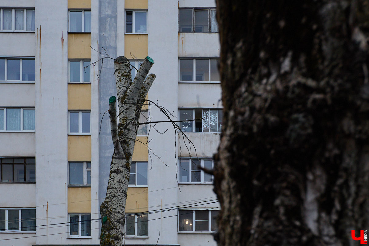 Во         ;Владимире продолжается массовая обрезка и         ;даже вырубка деревьев. Вдоль центральных дорог         ;— голые стволы и         ;пеньки. Спиливают ивы, тополя, клены и         ;липы. Можно         ;ли было их         ;не         ;трогать и         ;как правильно формировать крону? «Ключ-Медиа» прогулялся по         ;проспекту Ленина с         ;экспертом и         ;задал самые важные вопросы специалисту.