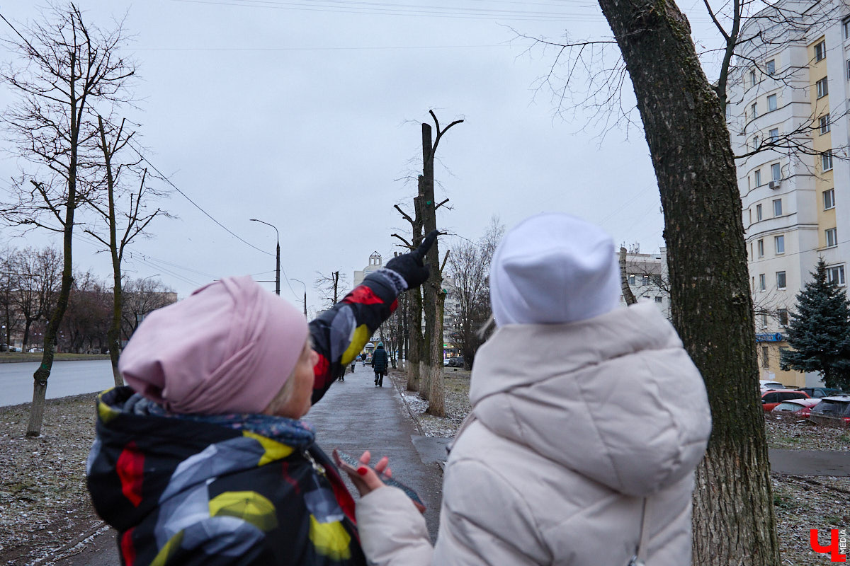 Во         ;Владимире продолжается массовая обрезка и         ;даже вырубка деревьев. Вдоль центральных дорог         ;— голые стволы и         ;пеньки. Спиливают ивы, тополя, клены и         ;липы. Можно         ;ли было их         ;не         ;трогать и         ;как правильно формировать крону? «Ключ-Медиа» прогулялся по         ;проспекту Ленина с         ;экспертом и         ;задал самые важные вопросы специалисту.