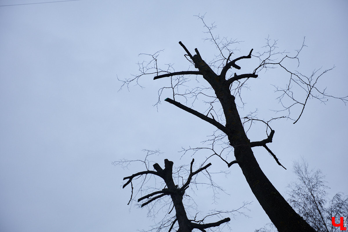 Во         ;Владимире продолжается массовая обрезка и         ;даже вырубка деревьев. Вдоль центральных дорог         ;— голые стволы и         ;пеньки. Спиливают ивы, тополя, клены и         ;липы. Можно         ;ли было их         ;не         ;трогать и         ;как правильно формировать крону? «Ключ-Медиа» прогулялся по         ;проспекту Ленина с         ;экспертом и         ;задал самые важные вопросы специалисту.