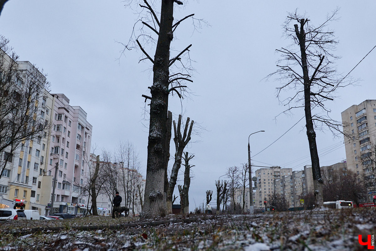 Во         ;Владимире продолжается массовая обрезка и         ;даже вырубка деревьев. Вдоль центральных дорог         ;— голые стволы и         ;пеньки. Спиливают ивы, тополя, клены и         ;липы. Можно         ;ли было их         ;не         ;трогать и         ;как правильно формировать крону? «Ключ-Медиа» прогулялся по         ;проспекту Ленина с         ;экспертом и         ;задал самые важные вопросы специалисту.