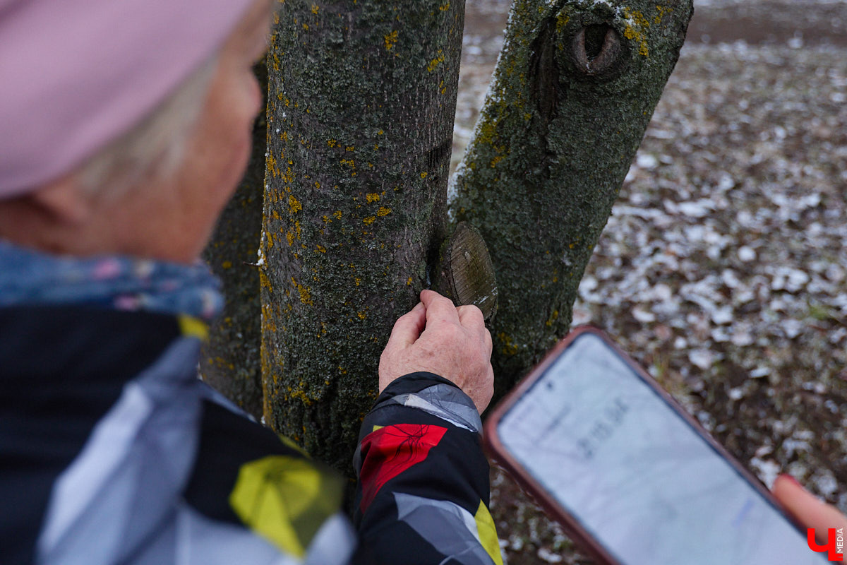 Во         ;Владимире продолжается массовая обрезка и         ;даже вырубка деревьев. Вдоль центральных дорог         ;— голые стволы и         ;пеньки. Спиливают ивы, тополя, клены и         ;липы. Можно         ;ли было их         ;не         ;трогать и         ;как правильно формировать крону? «Ключ-Медиа» прогулялся по         ;проспекту Ленина с         ;экспертом и         ;задал самые важные вопросы специалисту.