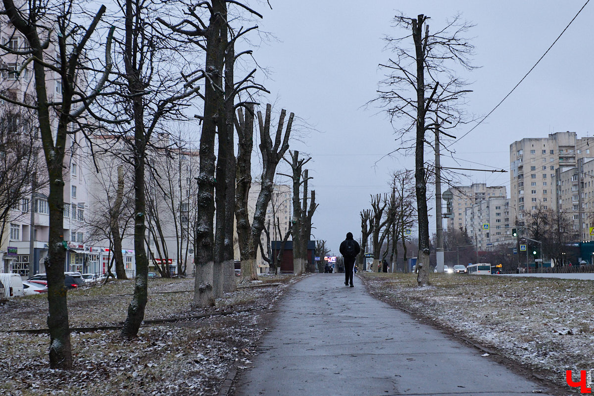 Во         ;Владимире продолжается массовая обрезка и         ;даже вырубка деревьев. Вдоль центральных дорог         ;— голые стволы и         ;пеньки. Спиливают ивы, тополя, клены и         ;липы. Можно         ;ли было их         ;не         ;трогать и         ;как правильно формировать крону? «Ключ-Медиа» прогулялся по         ;проспекту Ленина с         ;экспертом и         ;задал самые важные вопросы специалисту.