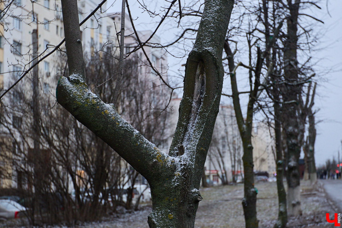 Во         ;Владимире продолжается массовая обрезка и         ;даже вырубка деревьев. Вдоль центральных дорог         ;— голые стволы и         ;пеньки. Спиливают ивы, тополя, клены и         ;липы. Можно         ;ли было их         ;не         ;трогать и         ;как правильно формировать крону? «Ключ-Медиа» прогулялся по         ;проспекту Ленина с         ;экспертом и         ;задал самые важные вопросы специалисту.