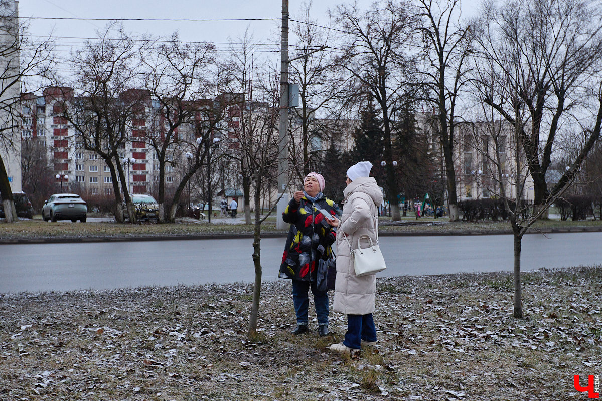 Во         ;Владимире продолжается массовая обрезка и         ;даже вырубка деревьев. Вдоль центральных дорог         ;— голые стволы и         ;пеньки. Спиливают ивы, тополя, клены и         ;липы. Можно         ;ли было их         ;не         ;трогать и         ;как правильно формировать крону? «Ключ-Медиа» прогулялся по         ;проспекту Ленина с         ;экспертом и         ;задал самые важные вопросы специалисту.