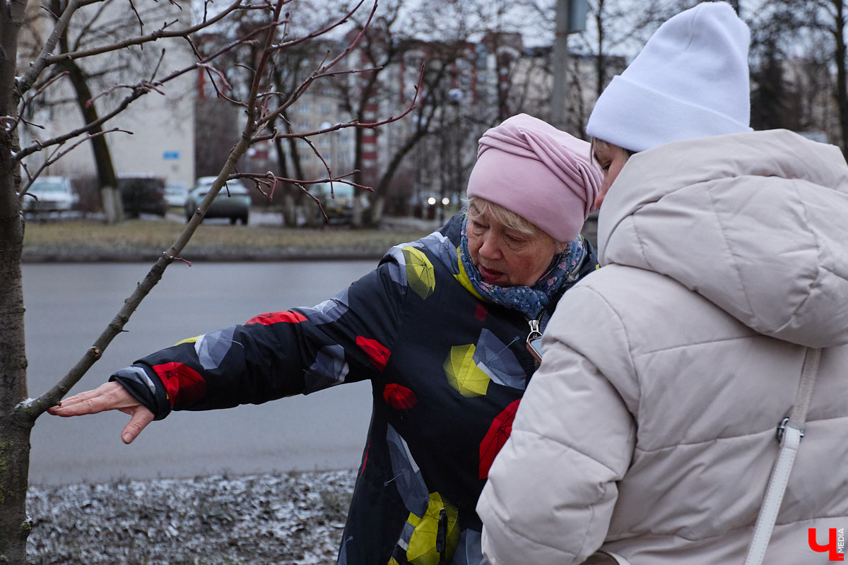 Во         ;Владимире продолжается массовая обрезка и         ;даже вырубка деревьев. Вдоль центральных дорог         ;— голые стволы и         ;пеньки. Спиливают ивы, тополя, клены и         ;липы. Можно         ;ли было их         ;не         ;трогать и         ;как правильно формировать крону? «Ключ-Медиа» прогулялся по         ;проспекту Ленина с         ;экспертом и         ;задал самые важные вопросы специалисту.