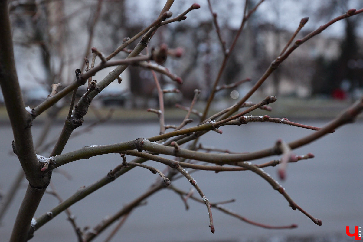 Во         ;Владимире продолжается массовая обрезка и         ;даже вырубка деревьев. Вдоль центральных дорог         ;— голые стволы и         ;пеньки. Спиливают ивы, тополя, клены и         ;липы. Можно         ;ли было их         ;не         ;трогать и         ;как правильно формировать крону? «Ключ-Медиа» прогулялся по         ;проспекту Ленина с         ;экспертом и         ;задал самые важные вопросы специалисту.