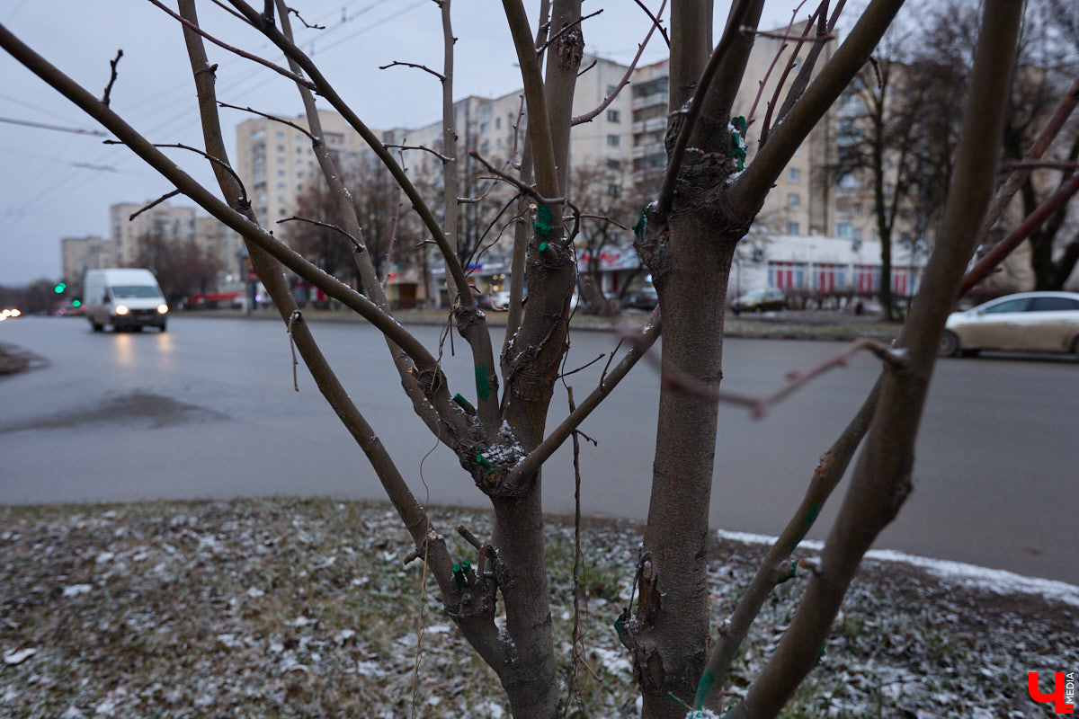 Во         ;Владимире продолжается массовая обрезка и         ;даже вырубка деревьев. Вдоль центральных дорог         ;— голые стволы и         ;пеньки. Спиливают ивы, тополя, клены и         ;липы. Можно         ;ли было их         ;не         ;трогать и         ;как правильно формировать крону? «Ключ-Медиа» прогулялся по         ;проспекту Ленина с         ;экспертом и         ;задал самые важные вопросы специалисту.