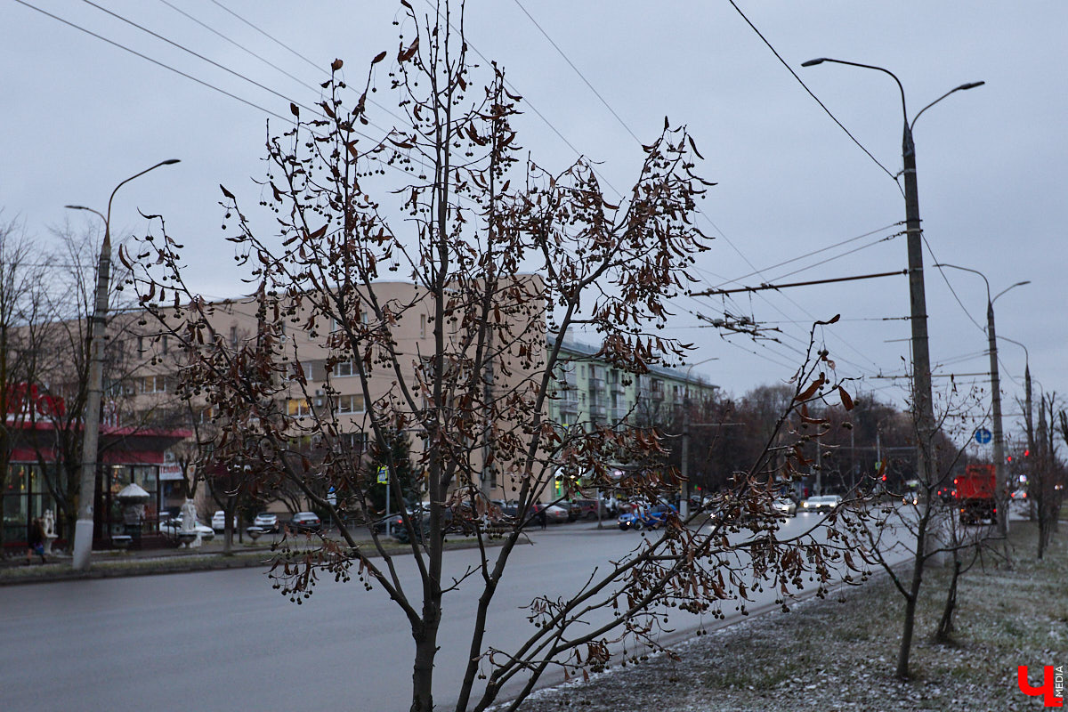 Во         ;Владимире продолжается массовая обрезка и         ;даже вырубка деревьев. Вдоль центральных дорог         ;— голые стволы и         ;пеньки. Спиливают ивы, тополя, клены и         ;липы. Можно         ;ли было их         ;не         ;трогать и         ;как правильно формировать крону? «Ключ-Медиа» прогулялся по         ;проспекту Ленина с         ;экспертом и         ;задал самые важные вопросы специалисту.